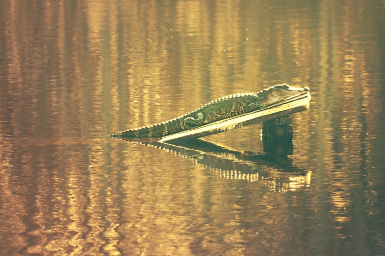 gator-2.jpg